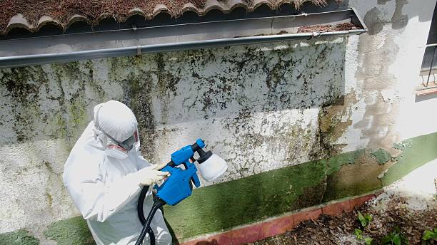 Trusted Mold Inspection service in Saugatuck, MI - Cheap Mold Removal